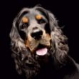 Picture of English Cocker Spaniel