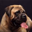 Picture of Bullmastiff