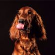 Picture of Irish Setter