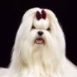 Picture of Maltese Silky Dog