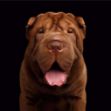 Picture of Shar Pei