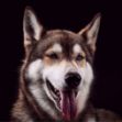 Picture of Siberian Husky