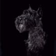 Picture of Miniature Schnauzer