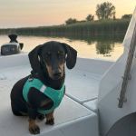 Picture of P24S® SMART Step-In dogharness 2XS + 2 pcs Custom Patches