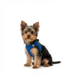 Picture of P24S® SMART Step-In dogharness 2XS + 2 pcs Custom Patches