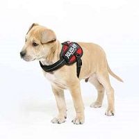 Julius-K9 IDC Powerharness for puppies ans small dog breeds - Baby 2