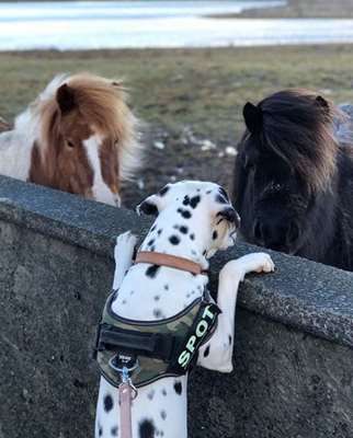 dog_and_horses